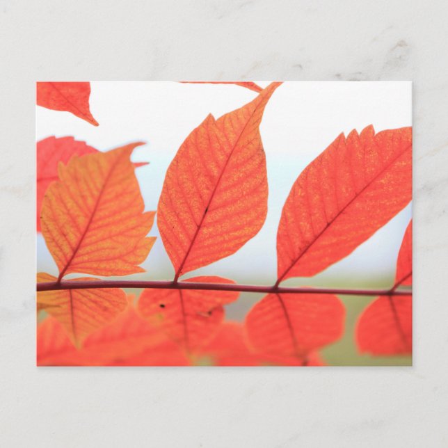 Carte Postale Feuilles oranges d'automne (Devant)