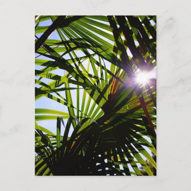 Carte Postale Feuilles Palm (Devant)