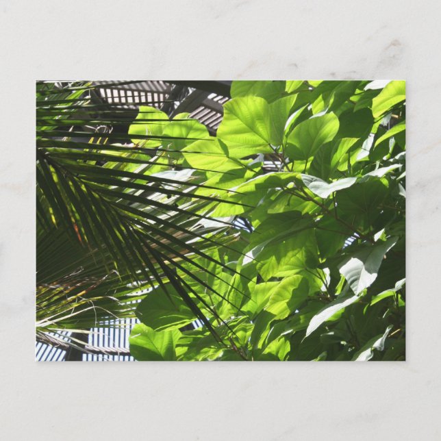 Carte Postale Feuilles plantes contre Louvers au bâtiment botani (Devant)