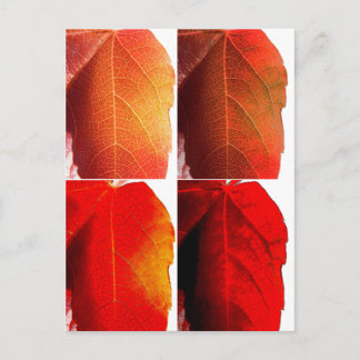 Carte Postale Feuilles pop