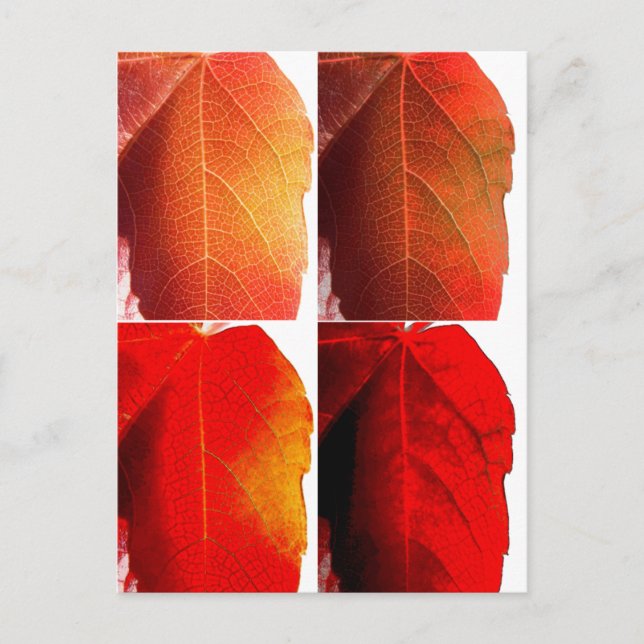 Carte Postale Feuilles pop (Devant)