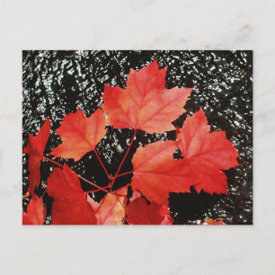 Carte Postale Feuilles Red Maple   Cadeaux domestiques d'automne