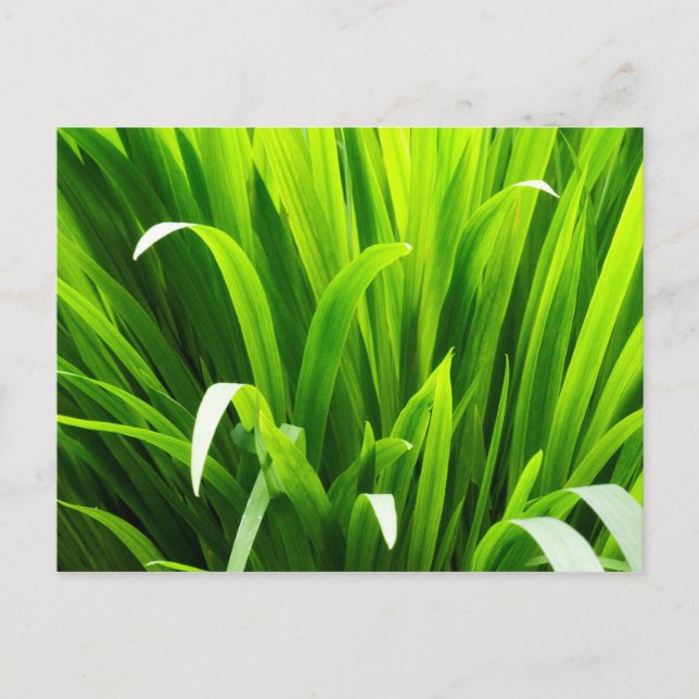 Carte Postale Feuilles rétro-éclairées dans un jardin (Devant)