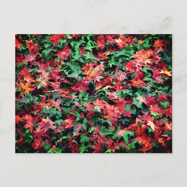 Carte Postale Feuilles - Rouge et Vert (Devant)