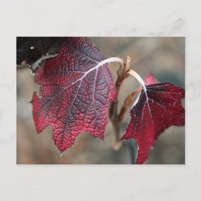 Carte Postale Feuilles rouges (Devant)