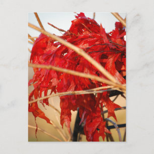 Carte Postale Feuilles rouges automne/automne