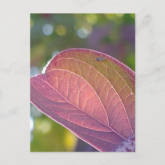 Carte Postale Feuilles Rouges Et Bokeh (Devant)
