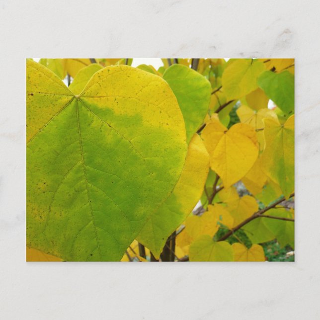 Carte Postale Feuilles rouges jaunes et verts (Devant)