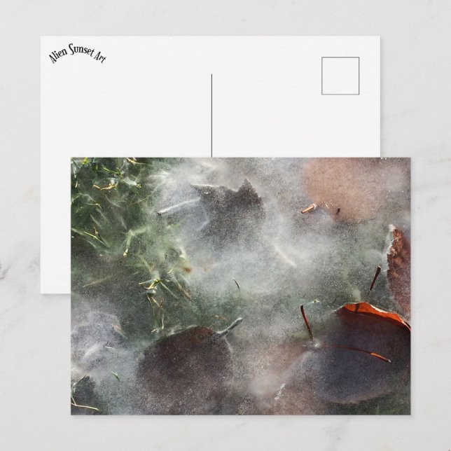 Carte Postale feuilles sous la glace (Devant / Derrière)