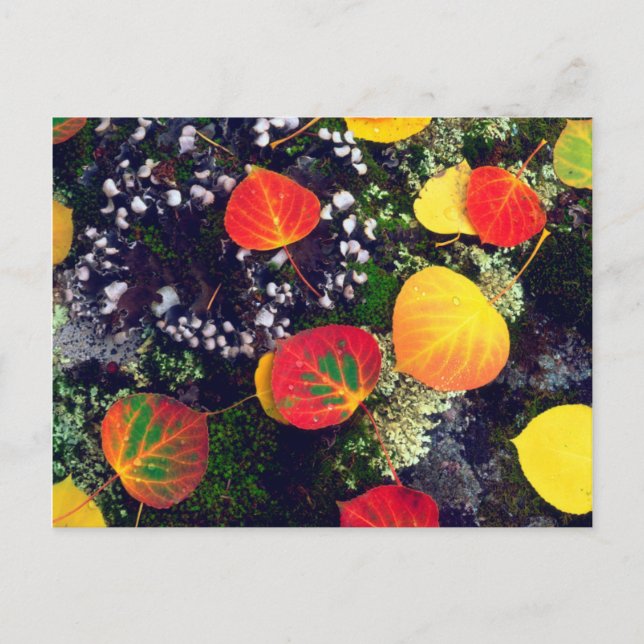 Carte Postale Feuilles sur un rocher recouvert de lichen, Montag (Devant)
