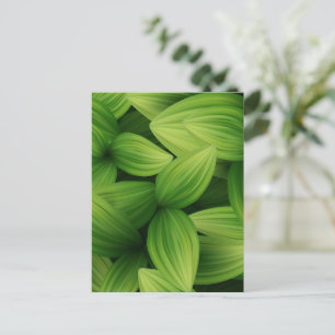 Carte Postale Feuilles tropicaux 9