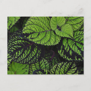 Carte Postale Feuilles tropicaux verts