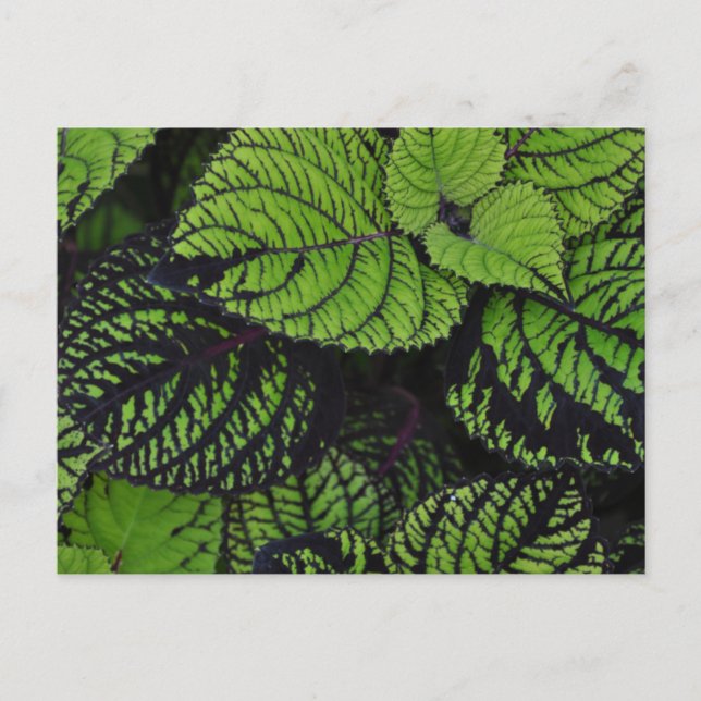 Carte Postale Feuilles tropicaux verts (Devant)