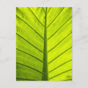 Carte Postale Feuilles vertes veinées de feuillage tropical dans