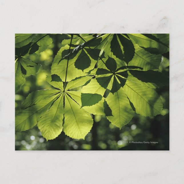 Carte Postale Feuilles verts à sept points avec éclairage solair (Devant)
