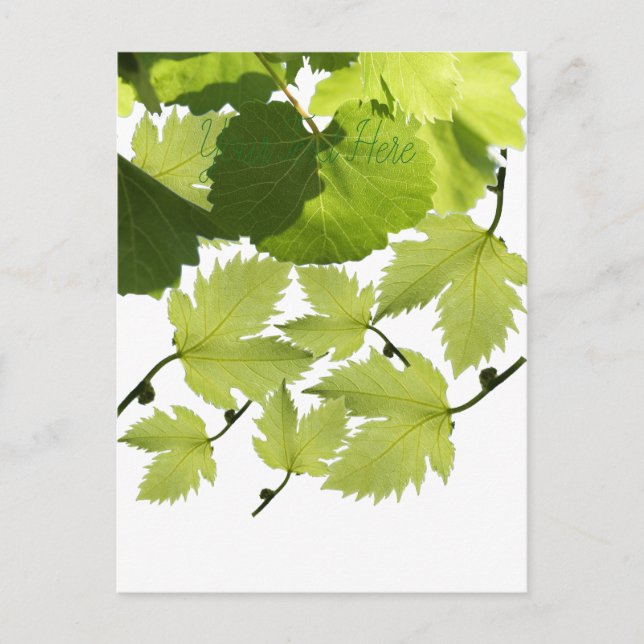 Carte Postale Feuilles verts de vigne (Devant)