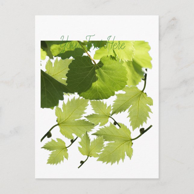 Carte Postale Feuilles verts de vigne (Devant)