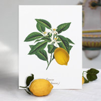 Feuilles vintages de fleurs de citron botanique
