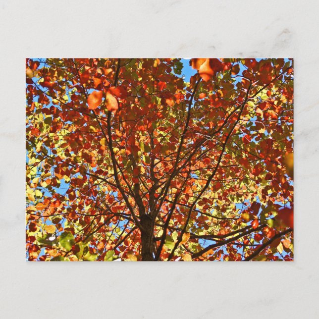 Carte Postale Feux d'artifice d'automne (Devant)