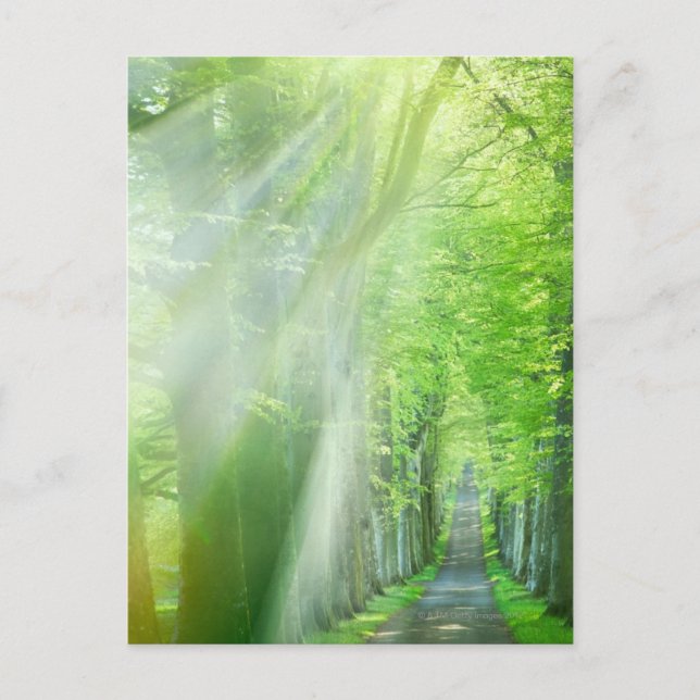 Carte Postale Feux de soleil (Devant)