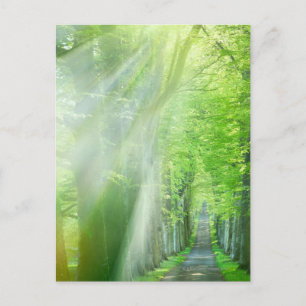 Carte Postale Feux de soleil