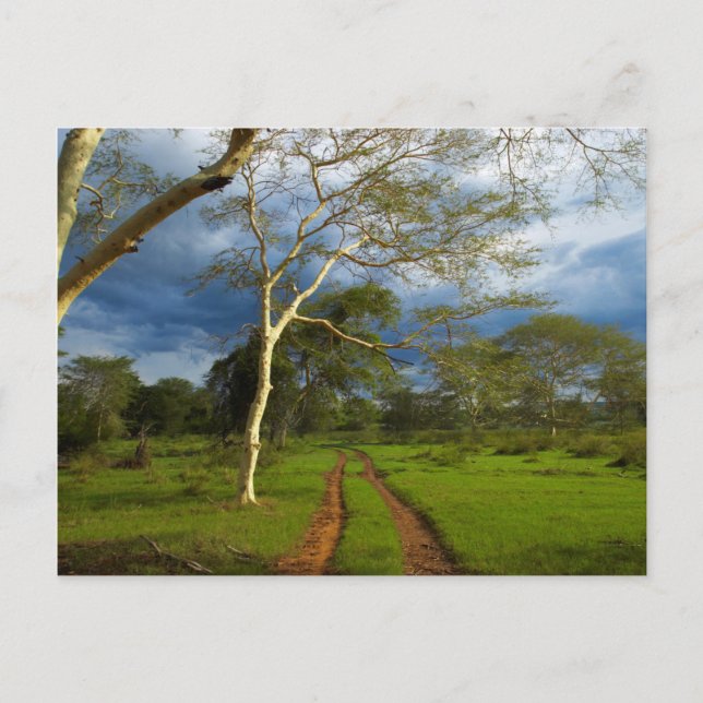 Carte Postale Fever Tree (Acacia Xanthophloea) sur Dirt Track (Devant)