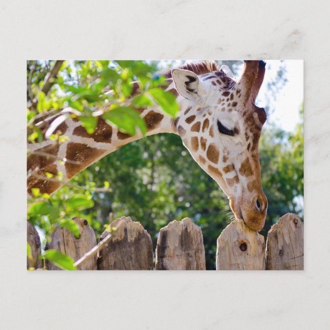 Carte Postale Fiberlicious (Devant)