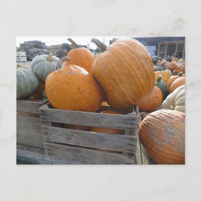 Carte Postale Fichier citrouille (Devant)