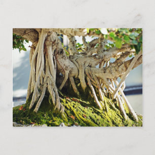 Carte Postale Ficus Banyan Bonsai Arbre Racines