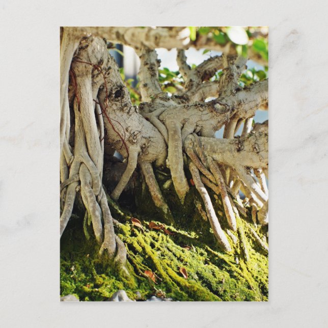 Carte Postale Ficus Banyan Bonsai Arbre Racines (Devant)