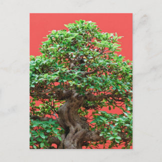 Carte Postale Ficus bonsai