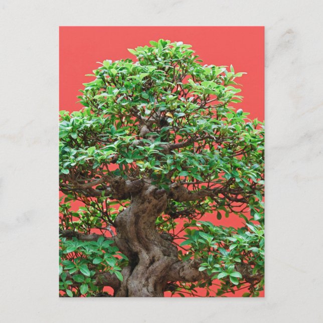 Carte Postale Ficus bonsai (Devant)