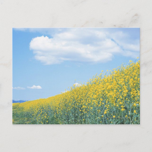 Carte Postale Field Mustard (Devant)