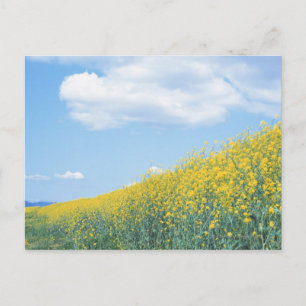 Carte Postale Field Mustard