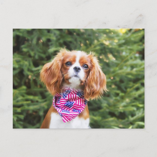 Carte Postale Fier chiot Cavalier King Charles Spaniel (Devant)