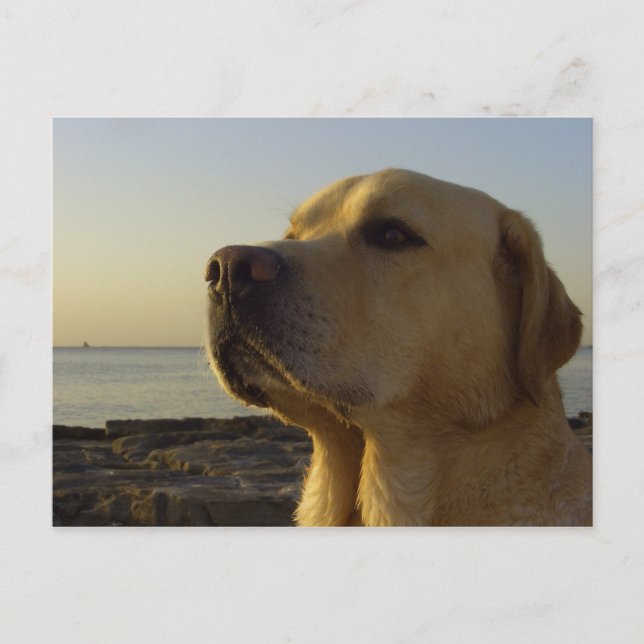 Carte Postale Fier garçon (Devant)