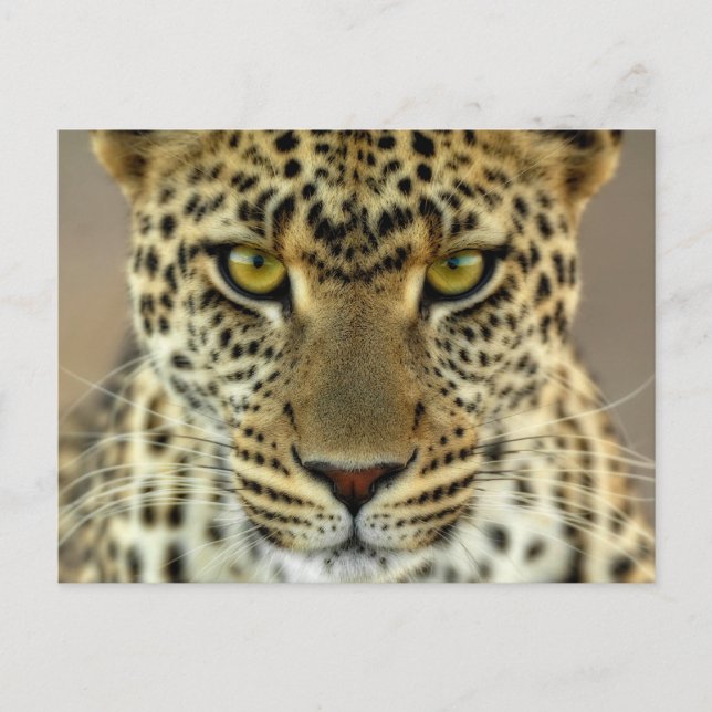 Carte Postale Fierce Leopard (Devant)