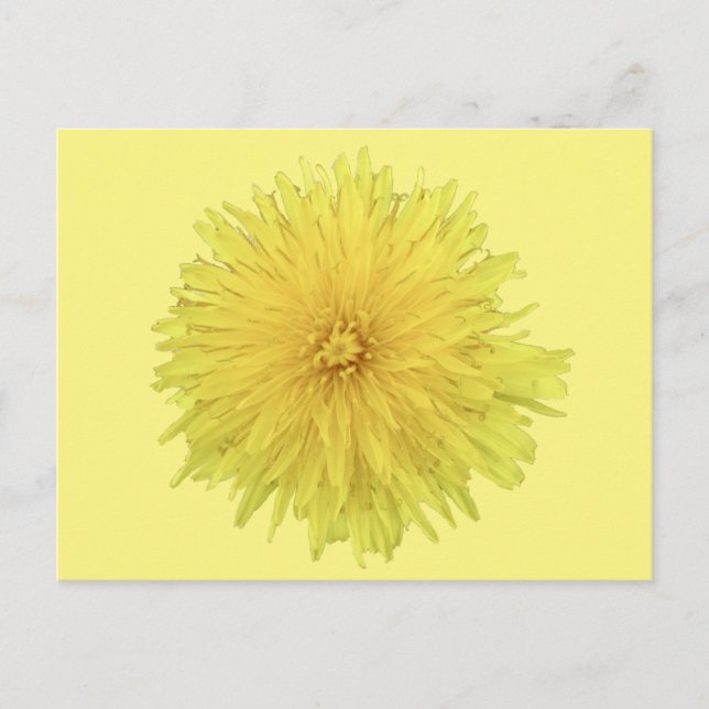 Carte Postale Fière Dandelion Flower - transparent. (Devant)