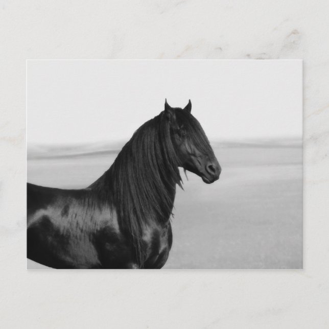 Carte Postale Fière Friesienne cheval d'étalon noir (Devant)