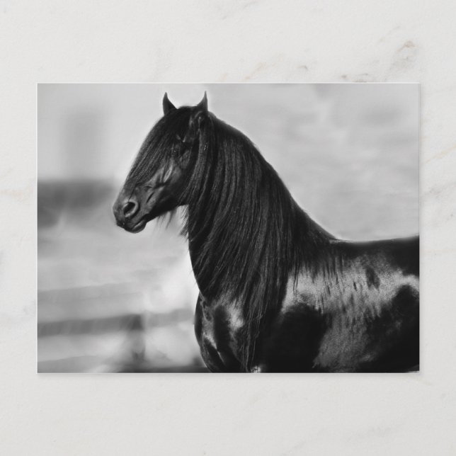 Carte Postale Fière Friesienne cheval d'étalon noir (Devant)