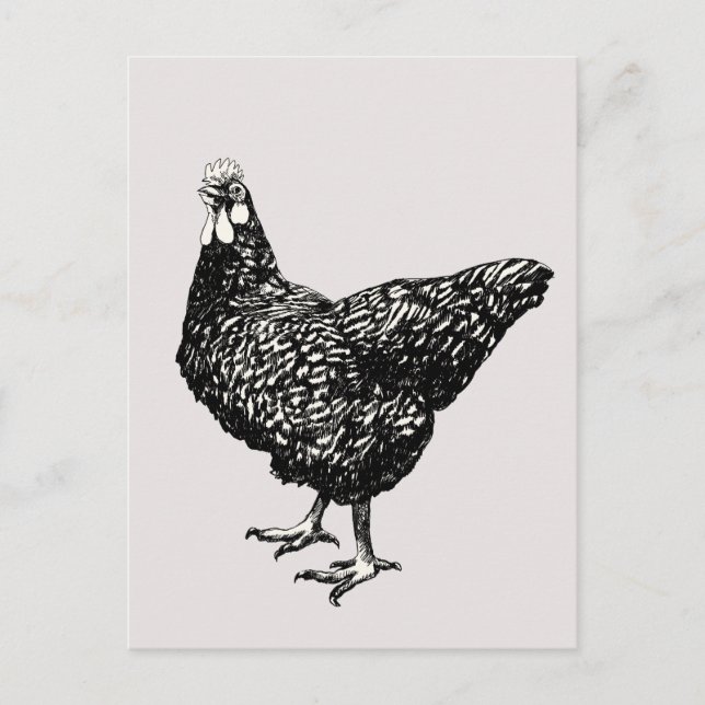 Carte Postale Fière petite poule ! (Devant)