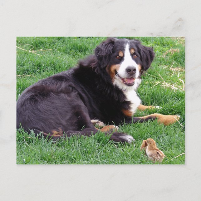 Carte Postale Fière Serena (Devant)