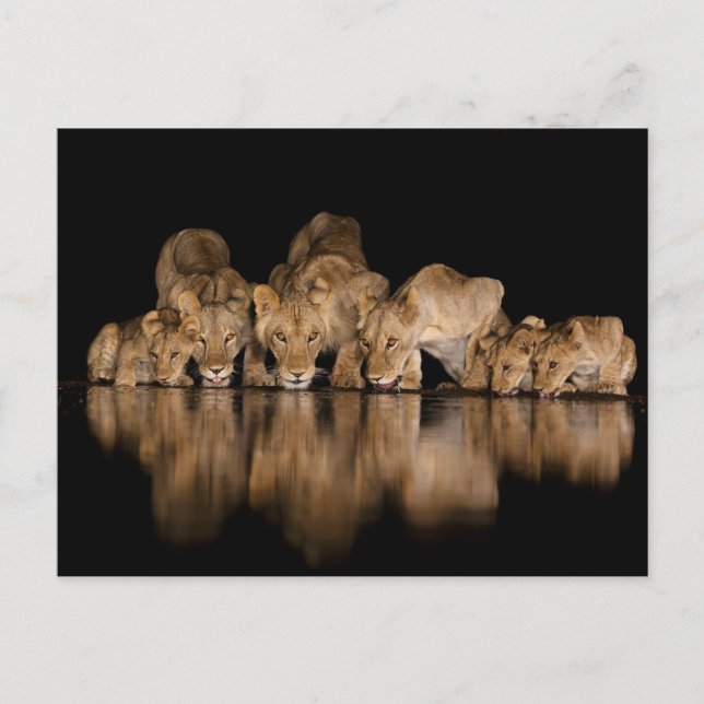 Carte Postale Fierté de lions buvant au point d'eau la nuit (Devant)