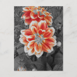 Carte Postale Fiery Dahlias