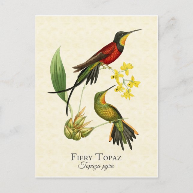 Carte Postale Fiery Topaz Hummingbirds Art Vintage (Devant)