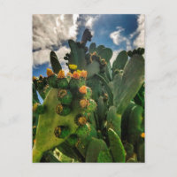 Figue de barbarie en fleurs
