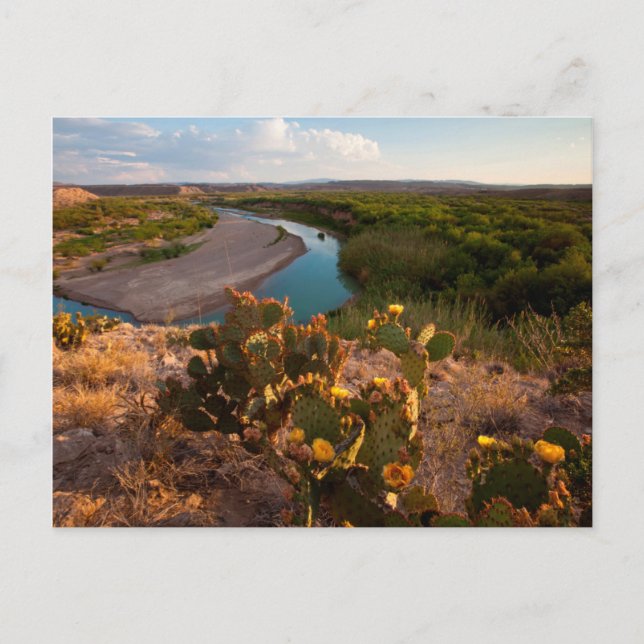 Carte Postale Figue de Barbarie (Opuntia Sp.) (Devant)