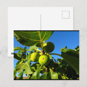 Carte Postale Figues blanches Ciel bleu