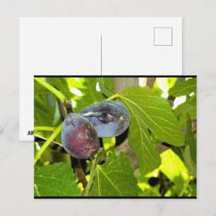 Carte Postale Figues violettes dans l'arbre