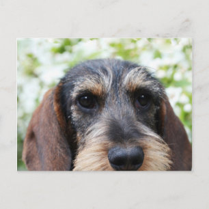 Carte Postale Fil miniature Haired Dachshund
